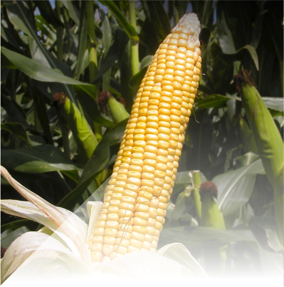 Cuál es la gran novedad para maíz que presenta NK en Aapresid.